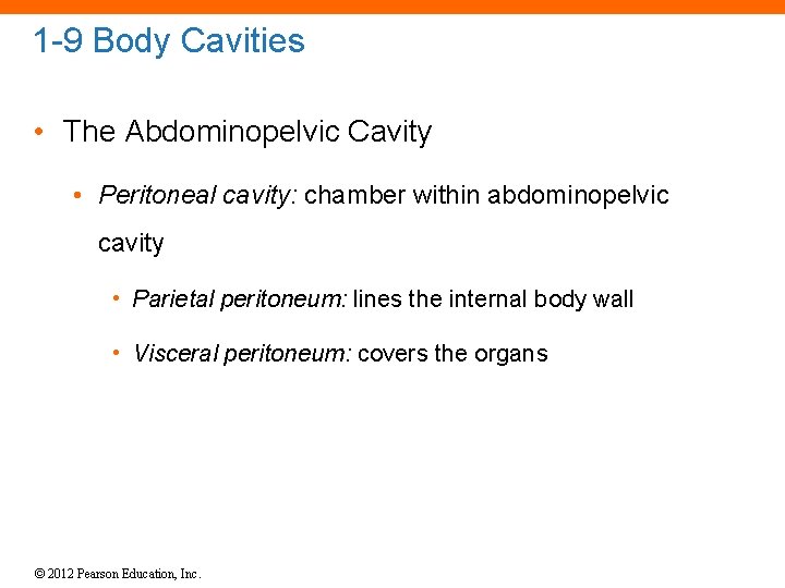 1 -9 Body Cavities • The Abdominopelvic Cavity • Peritoneal cavity: chamber within abdominopelvic