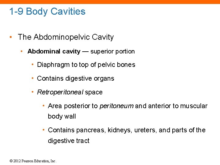 1 -9 Body Cavities • The Abdominopelvic Cavity • Abdominal cavity — superior portion