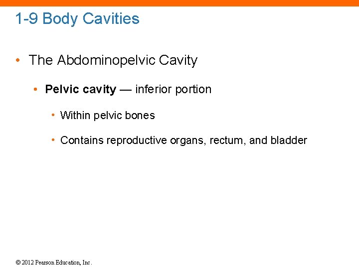 1 -9 Body Cavities • The Abdominopelvic Cavity • Pelvic cavity — inferior portion