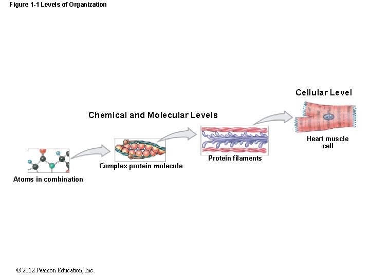 Figure 1 -1 Levels of Organization Cellular Level Chemical and Molecular Levels Heart muscle
