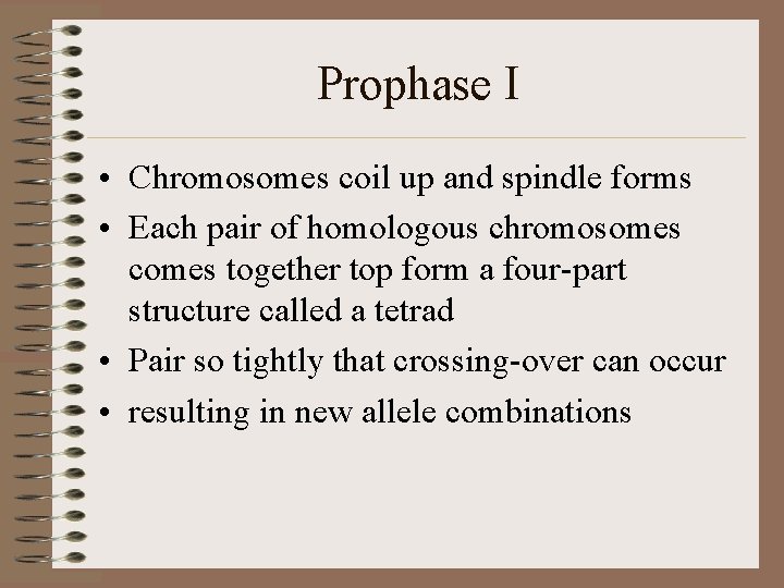 Prophase I • Chromosomes coil up and spindle forms • Each pair of homologous