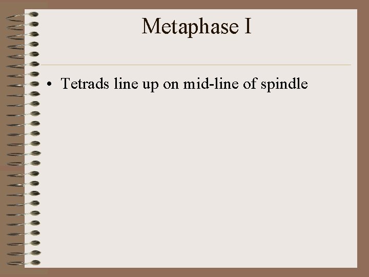 Metaphase I • Tetrads line up on mid-line of spindle 
