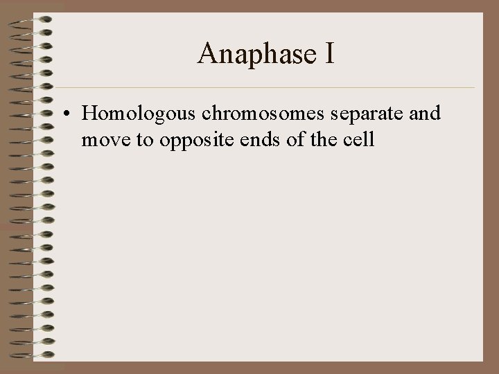 Anaphase I • Homologous chromosomes separate and move to opposite ends of the cell