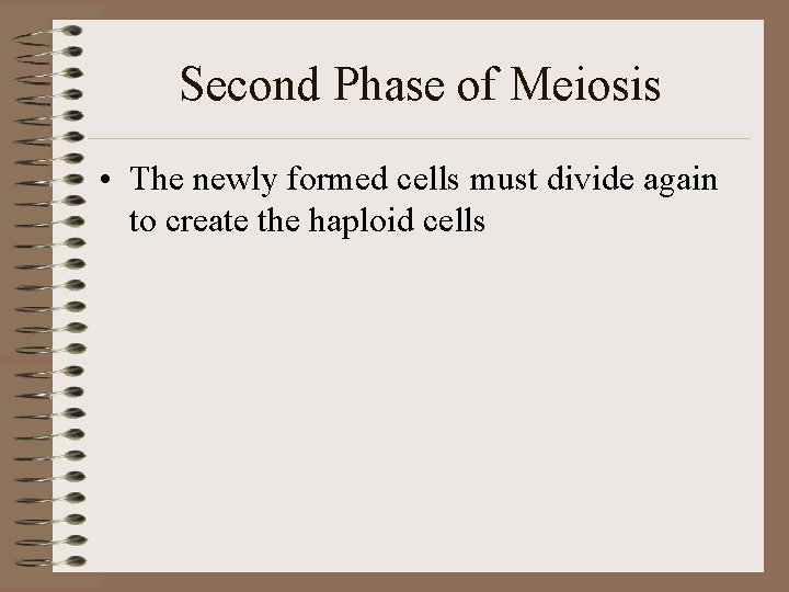 Second Phase of Meiosis • The newly formed cells must divide again to create