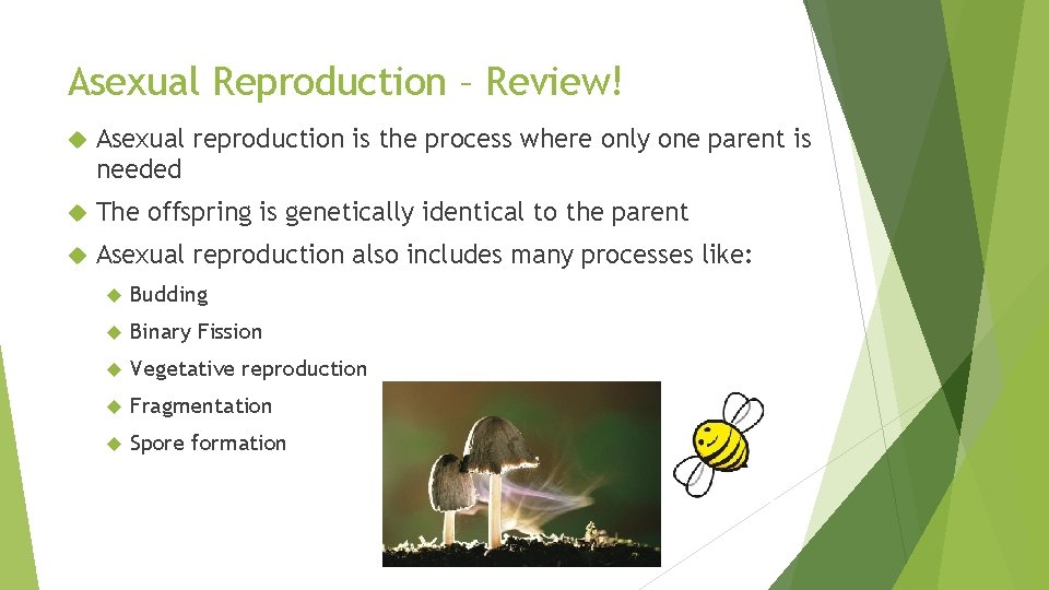 Asexual Reproduction – Review! Asexual reproduction is the process where only one parent is