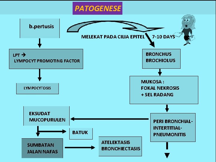 PATOGENESE b. pertusis MELEKAT PADA CILIA EPITEL BRONCHUS BROCHIOLUS LPT LYMPOCYT PROMOTING FACTOR MUKOSA