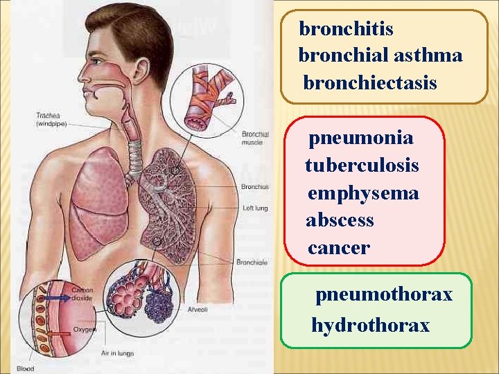 bronchitis bronchial asthma bronchiectasis pneumonia tuberculosis emphysema abscess cancer pneumothorax hydrothorax 