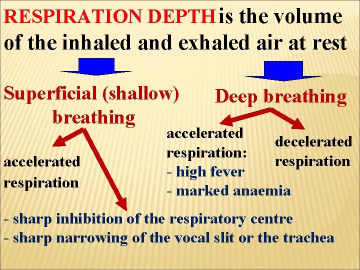 RESPIRATION DEPTH is the volume of the inhaled and exhaled air at rest Superficial