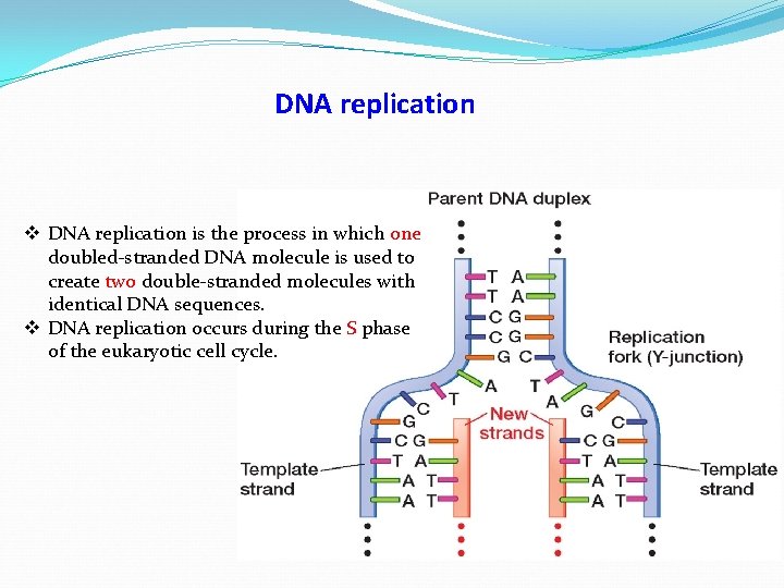 DNA replication v DNA replication is the process in which one doubled-stranded DNA molecule