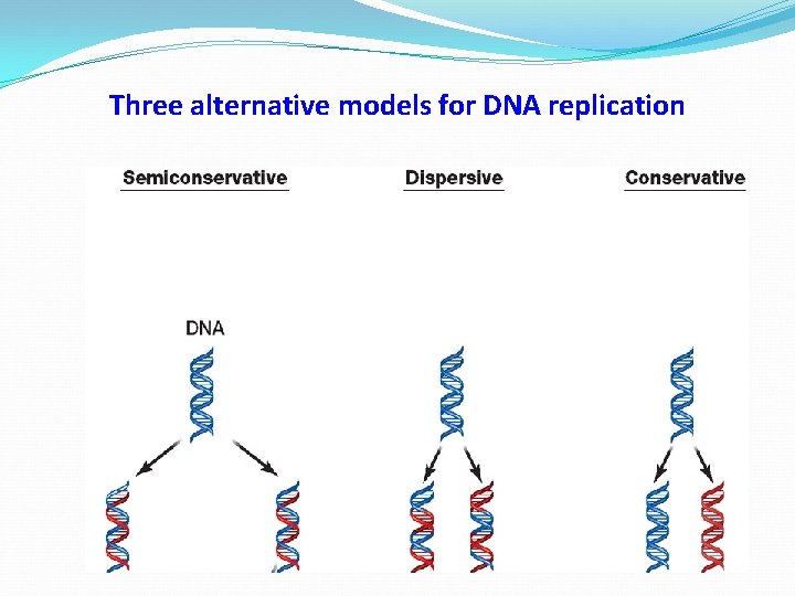Three alternative models for DNA replication 