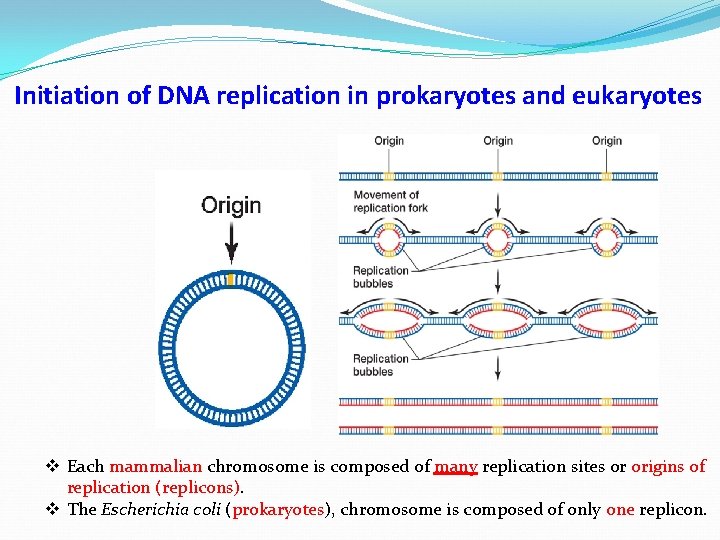 Initiation of DNA replication in prokaryotes and eukaryotes v Each mammalian chromosome is composed