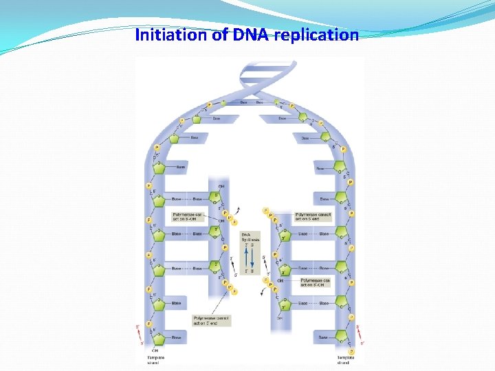 Initiation of DNA replication 