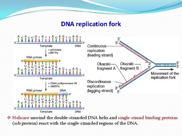 DNA replication fork v Helicase unwind the double-stranded DNA helix and single-strand binding proteins