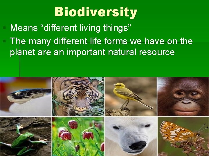 Biodiversity § Means “different living things” § The many different life forms we have