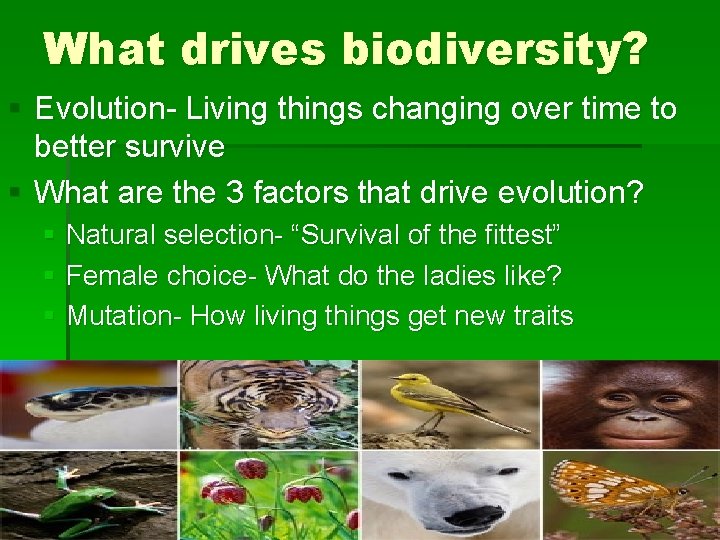 What drives biodiversity? § Evolution- Living things changing over time to better survive §