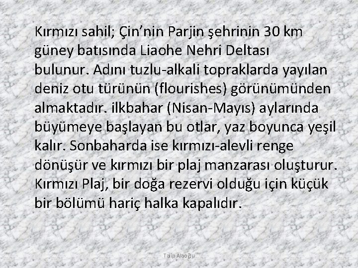 Kırmızı sahil; Çin’nin Parjin şehrinin 30 km güney batısında Liaohe Nehri Deltası bulunur. Adını