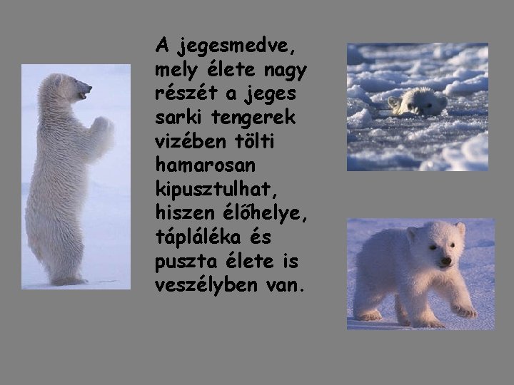 A jegesmedve, mely élete nagy részét a jeges sarki tengerek vizében tölti hamarosan kipusztulhat, A jegesmedve, mely élete nagy részét a jeges sarki tengerek vizében tölti hamarosan kipusztulhat,