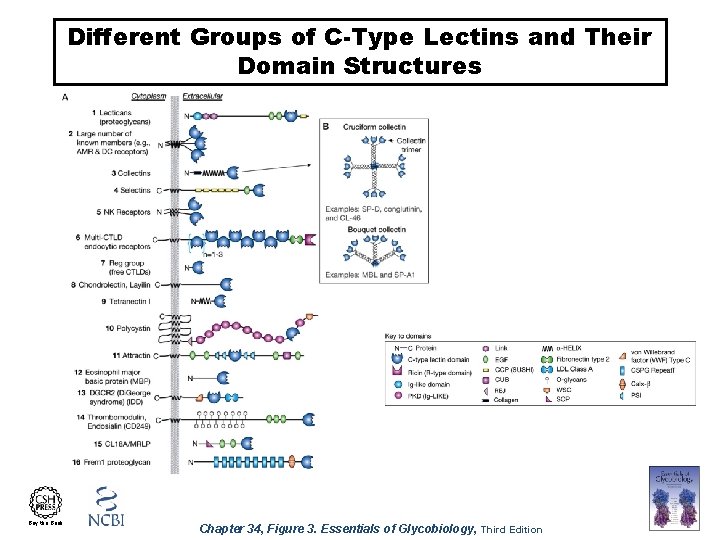 Different Groups of C-Type Lectins and Their Domain Structures Buy the Book Chapter 34,