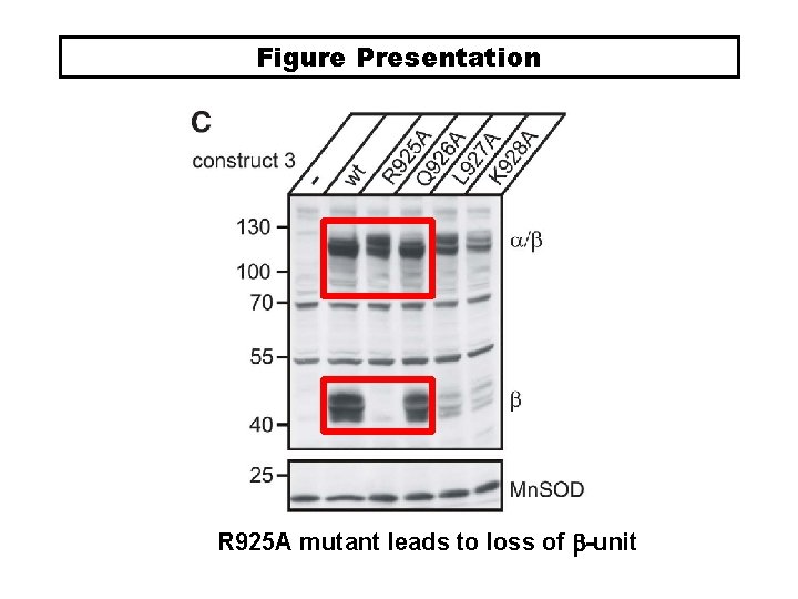 Figure Presentation R 925 A mutant leads to loss of b-unit 