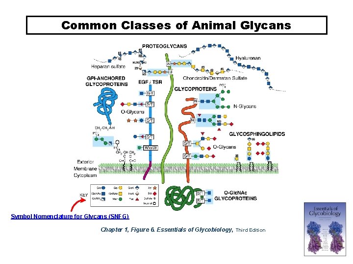 Common Classes of Animal Glycans Symbol Nomenclature for Glycans (SNFG) Chapter 1, Figure 6.