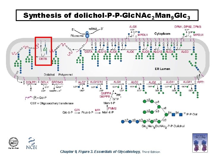 Synthesis of dolichol-P-P-Glc. NAc 2 Man 9 Glc 3 Buy the Book Chapter 9,