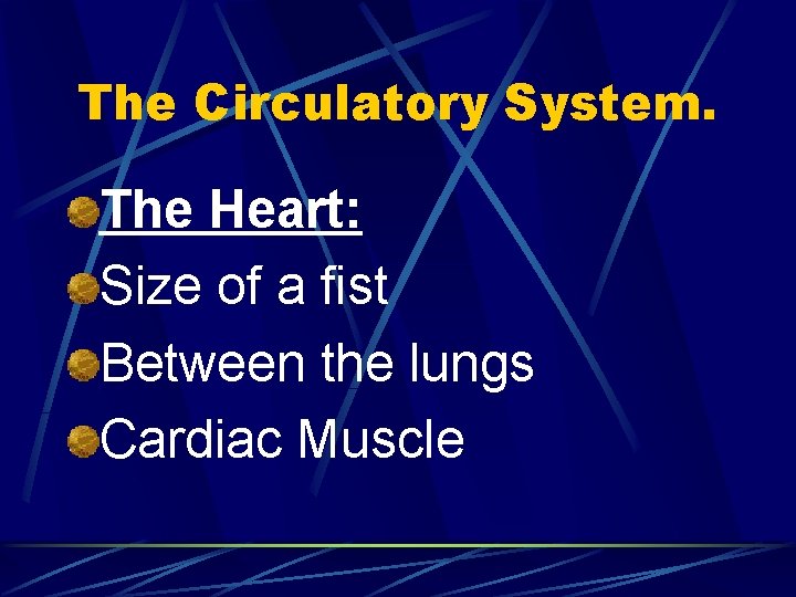 The Circulatory System. The Heart: Size of a fist Between the lungs Cardiac Muscle