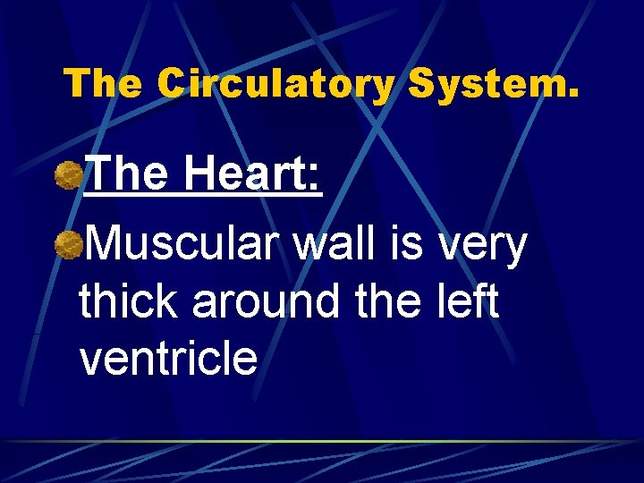 The Circulatory System. The Heart: Muscular wall is very thick around the left ventricle