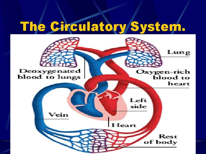 The Circulatory System. 