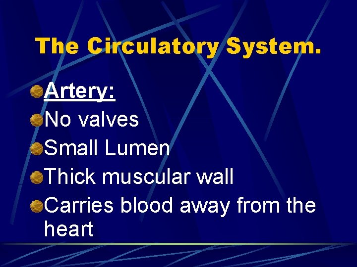 The Circulatory System. Artery: No valves Small Lumen Thick muscular wall Carries blood away