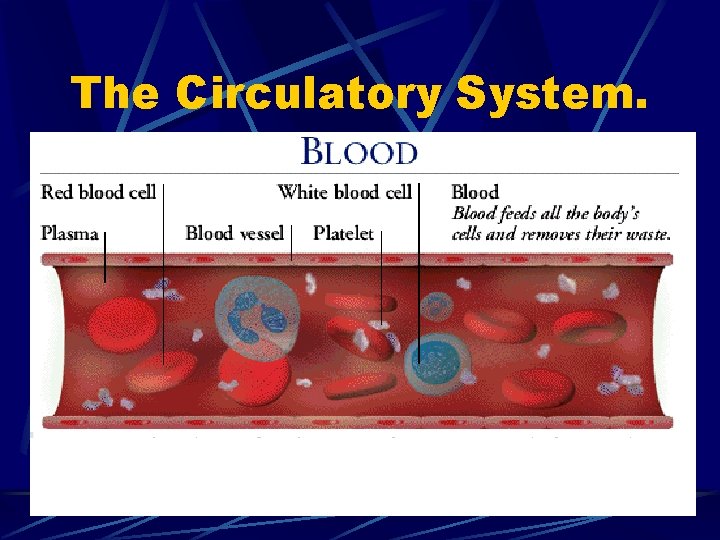 The Circulatory System. 