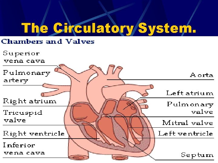 The Circulatory System. 