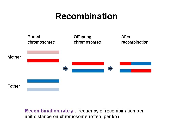 Recombination Parent chromosomes Offspring chromosomes After recombination Mother Father Recombination rate ρ : frequency
