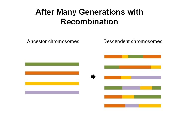 After Many Generations with Recombination Ancestor chromosomes Descendent chromosomes 