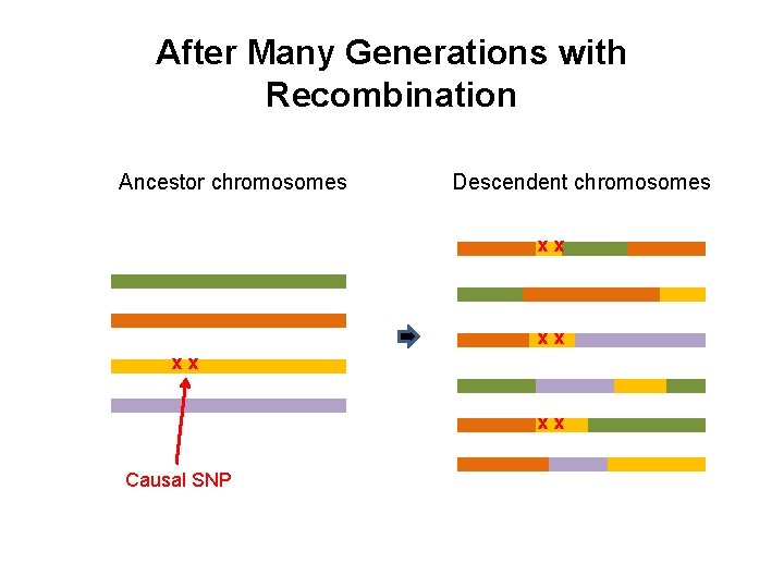 After Many Generations with Recombination Ancestor chromosomes Descendent chromosomes xx xx Causal SNP 