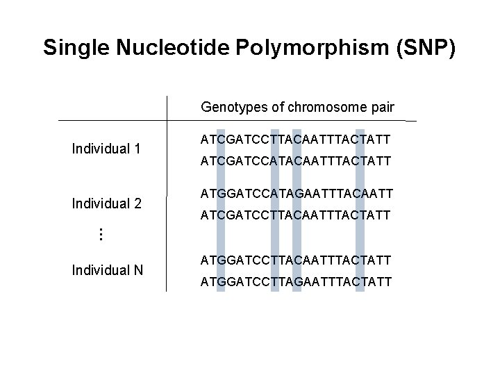 Single Nucleotide Polymorphism (SNP) Genotypes of chromosome pair Individual 1 ATCGATCCATACAATTTACTATT ATGGATCCATAGAATTTACAATT ATCGATCCTTACAATTTACTATT … Single Nucleotide Polymorphism (SNP) Genotypes of chromosome pair Individual 1 ATCGATCCATACAATTTACTATT ATGGATCCATAGAATTTACAATT ATCGATCCTTACAATTTACTATT …