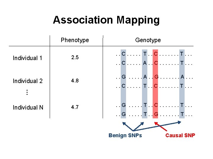 Association Mapping Phenotype 2. 5 Individual 2 4. 8 . . C. . .