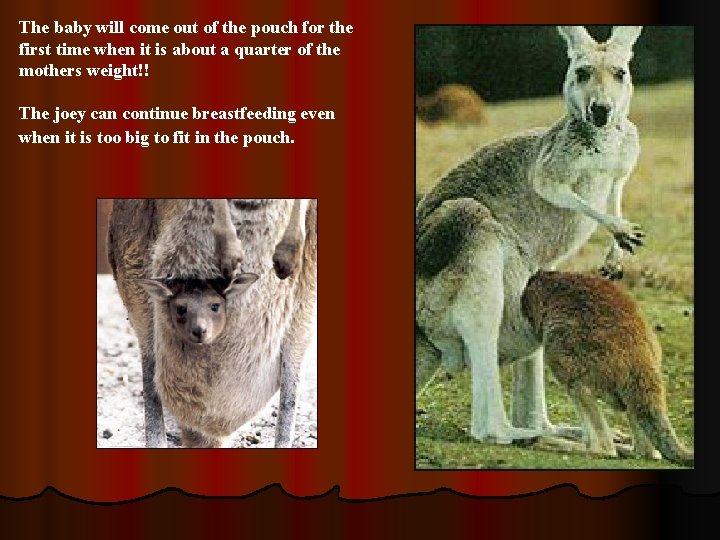 The baby will come out of the pouch for the first time when it