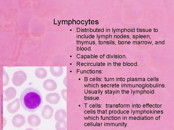 Lymphocytes • Distributed in lymphoid tissue to include lymph nodes, spleen, thymus, tonsils, bone