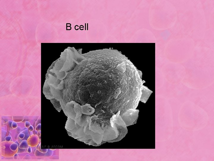 B cell 