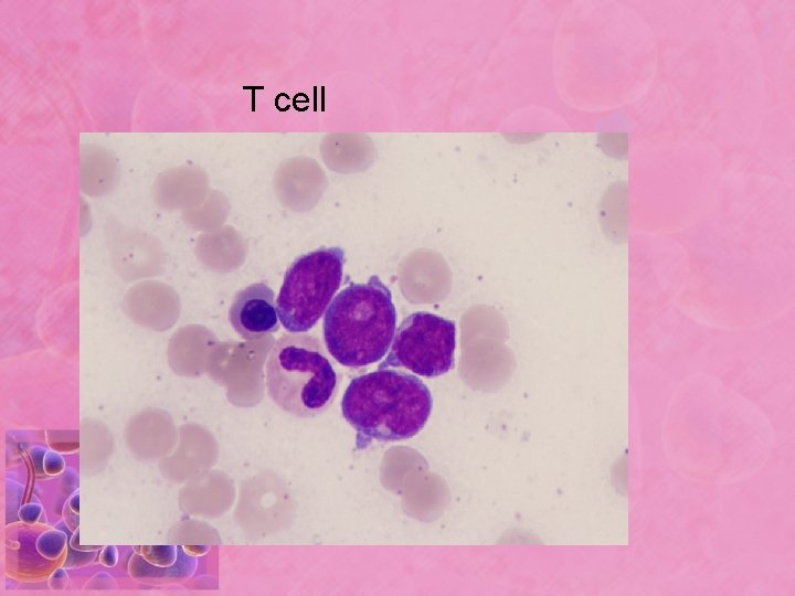 T cell 