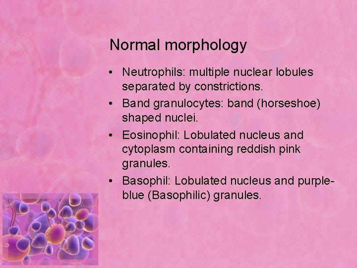 Normal morphology • Neutrophils: multiple nuclear lobules separated by constrictions. • Band granulocytes: band