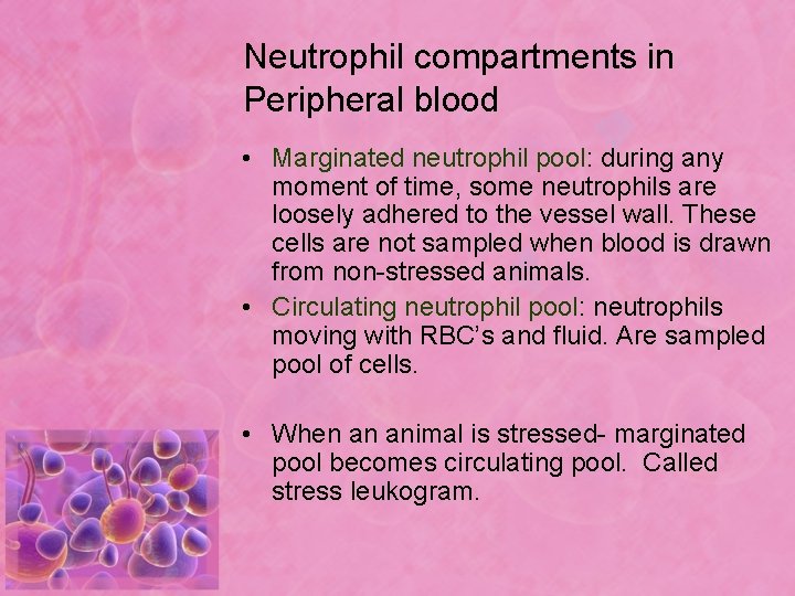 Neutrophil compartments in Peripheral blood • Marginated neutrophil pool: during any moment of time,