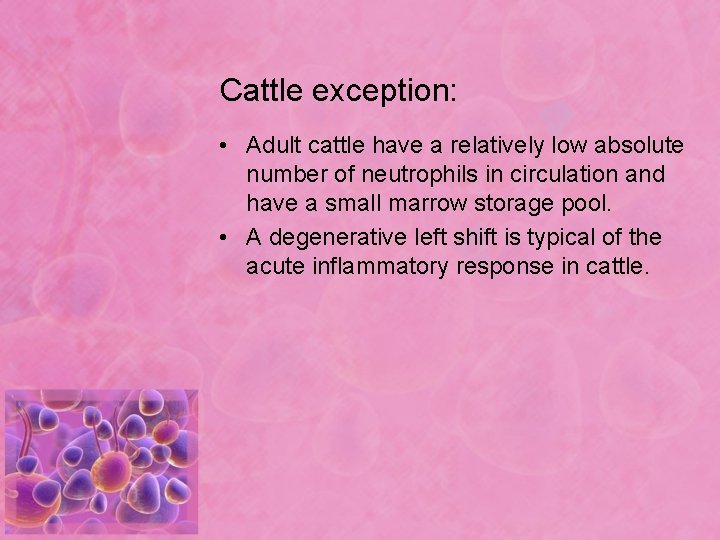 Cattle exception: • Adult cattle have a relatively low absolute number of neutrophils in