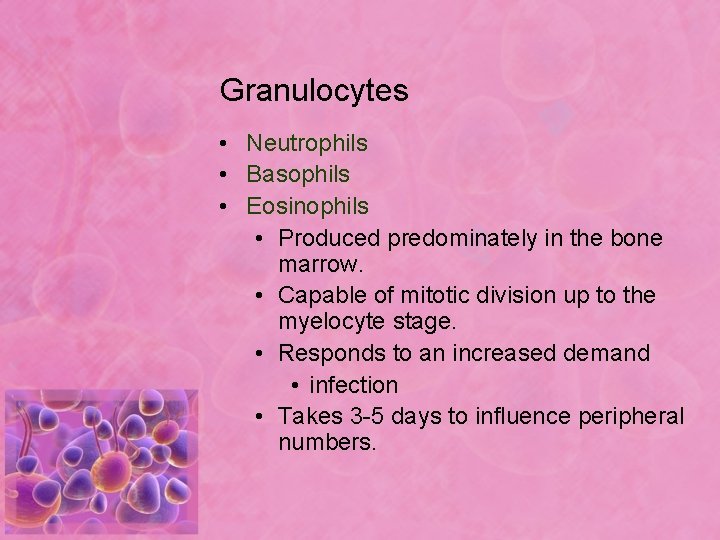 Granulocytes • Neutrophils • Basophils • Eosinophils • Produced predominately in the bone marrow.