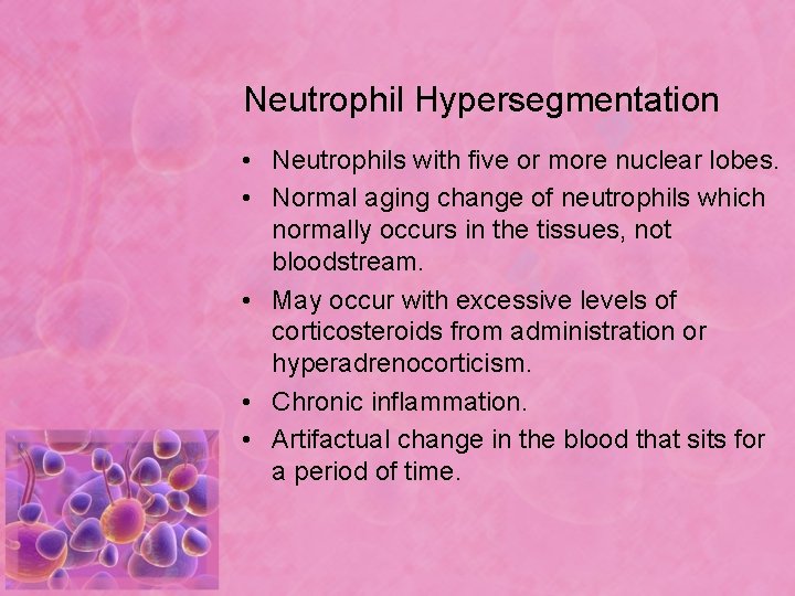 Neutrophil Hypersegmentation • Neutrophils with five or more nuclear lobes. • Normal aging change