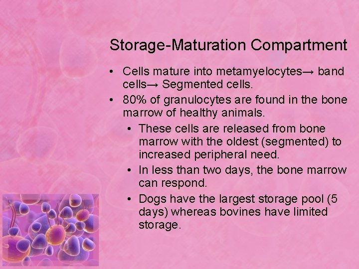 Storage-Maturation Compartment • Cells mature into metamyelocytes→ band cells→ Segmented cells. • 80% of