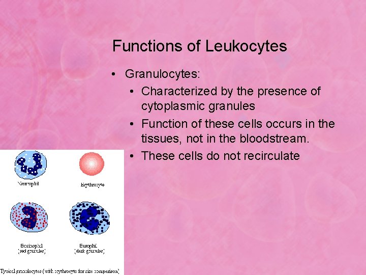 White Blood Cells Morphology and Counts Clinical Pathology