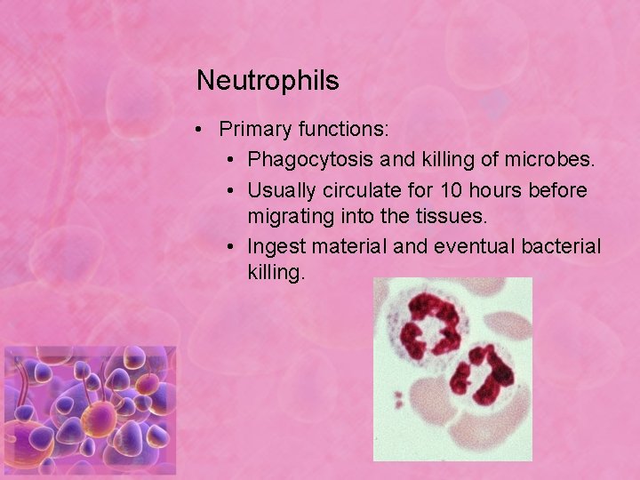 Neutrophils • Primary functions: • Phagocytosis and killing of microbes. • Usually circulate for