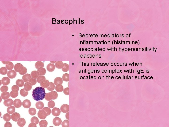 Basophils • Secrete mediators of inflammation (histamine) associated with hypersensitivity reactions. • This release