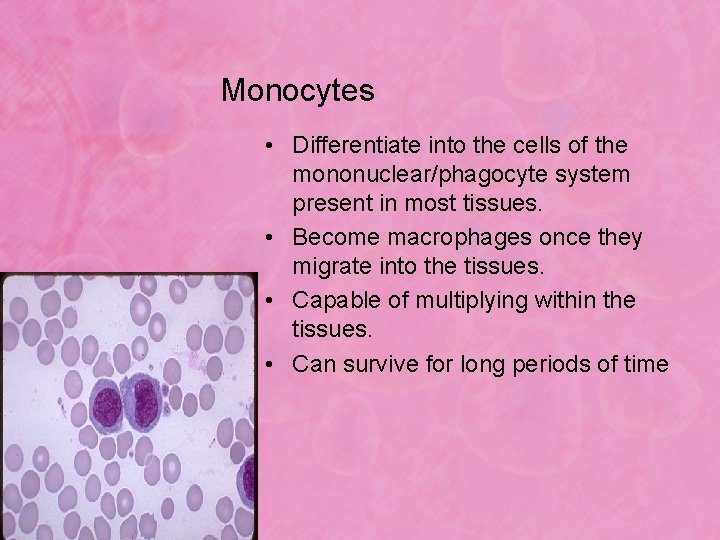 Monocytes • Differentiate into the cells of the mononuclear/phagocyte system present in most tissues.